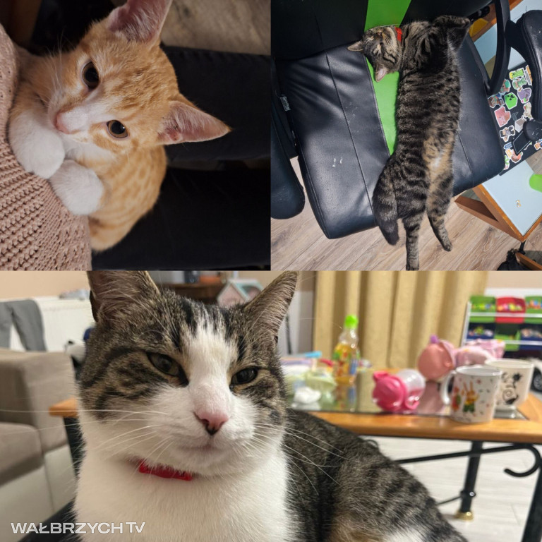 Wałbrzyszanie mają kota. Poszukaj swojego