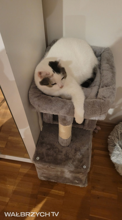 Wałbrzyszanie mają kota. Poszukaj swojego