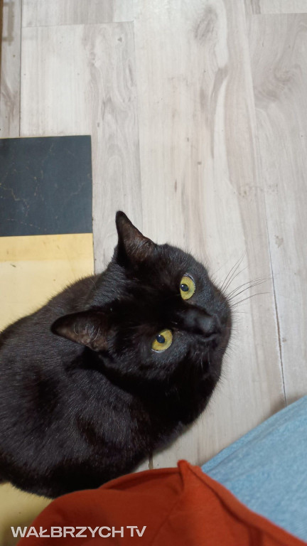 Wałbrzyszanie mają kota. Poszukaj swojego