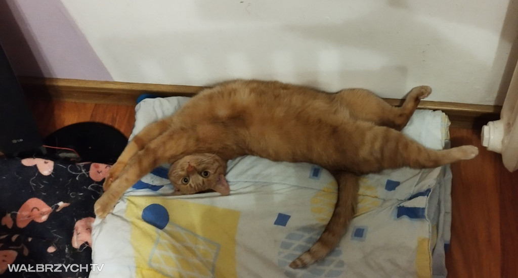 Wałbrzyszanie mają kota. Poszukaj swojego