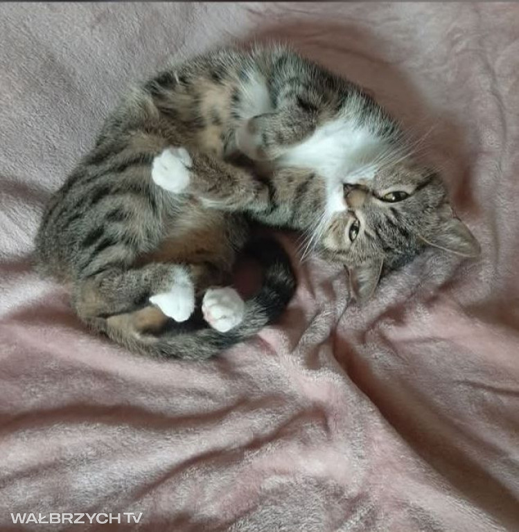 Wałbrzyszanie mają kota. Poszukaj swojego