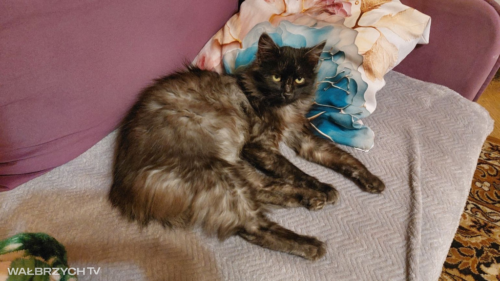 Wałbrzyszanie mają kota. Poszukaj swojego