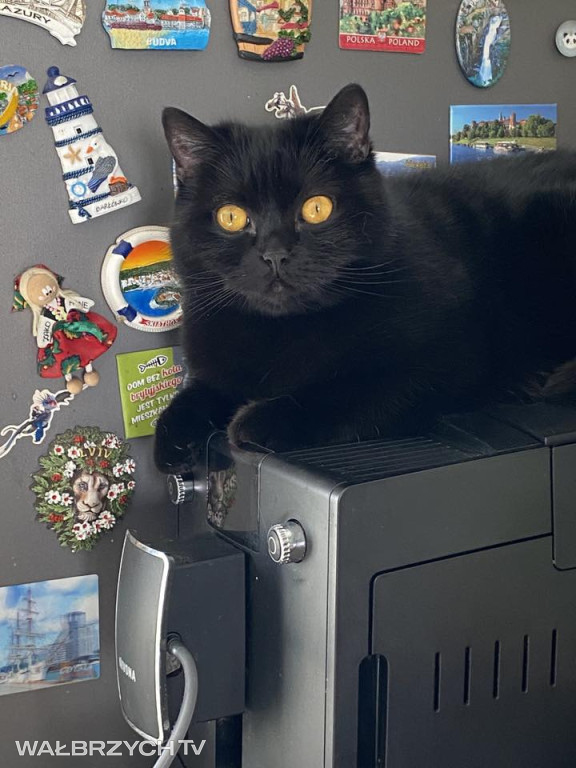 Wałbrzyszanie mają kota. Poszukaj swojego