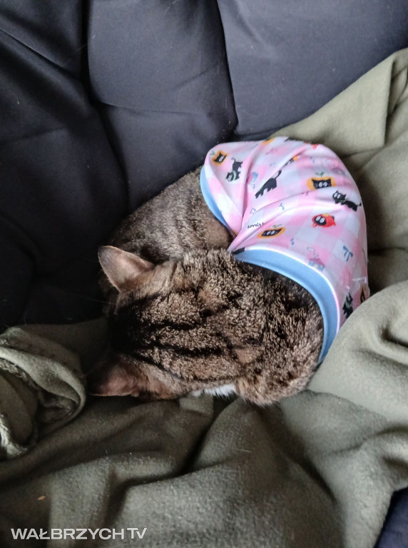 Wałbrzyszanie mają kota. Poszukaj swojego