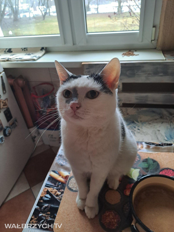 Wałbrzyszanie mają kota. Poszukaj swojego