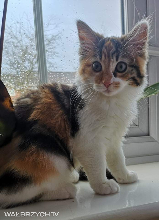 Wałbrzyszanie mają kota. Poszukaj swojego