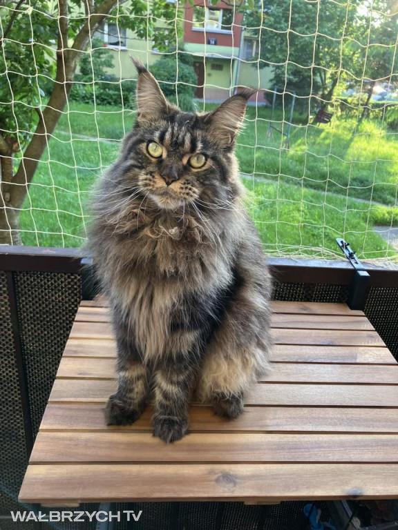 Wałbrzyszanie mają kota. Poszukaj swojego