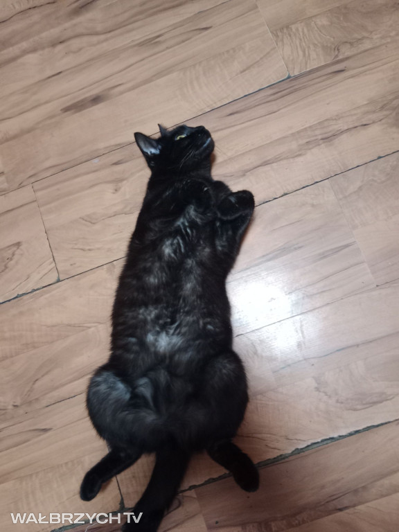 Wałbrzyszanie mają kota. Poszukaj swojego
