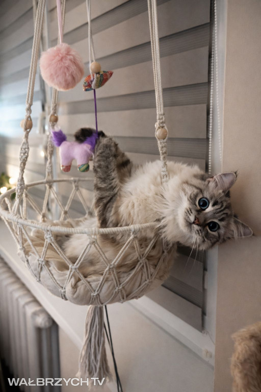 Wałbrzyszanie mają kota. Poszukaj swojego