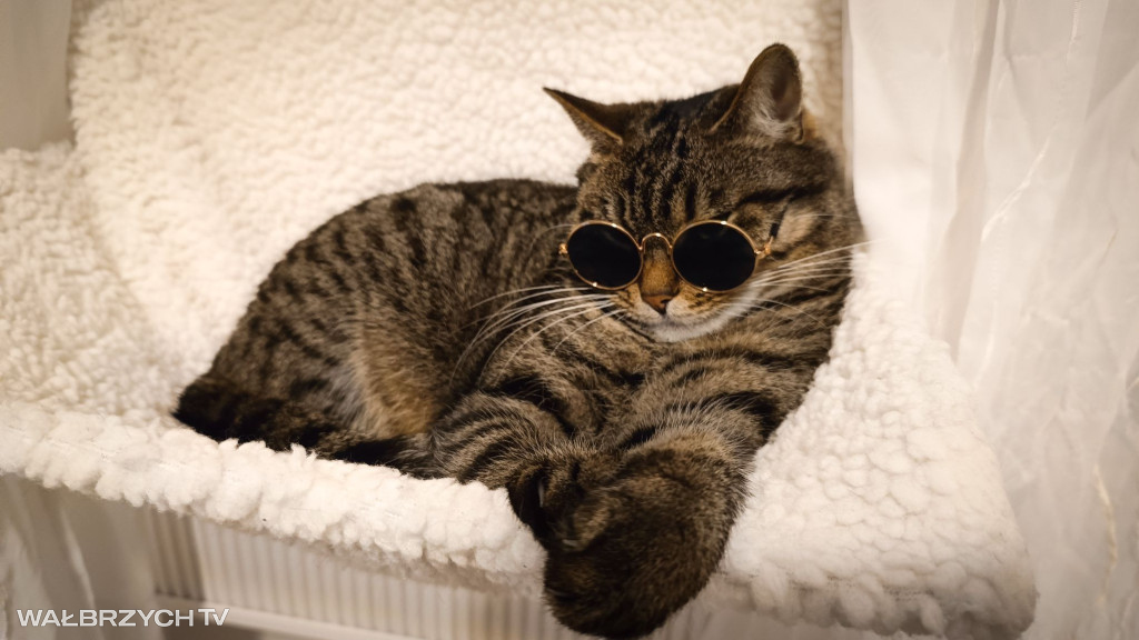 Wałbrzyszanie mają kota. Poszukaj swojego