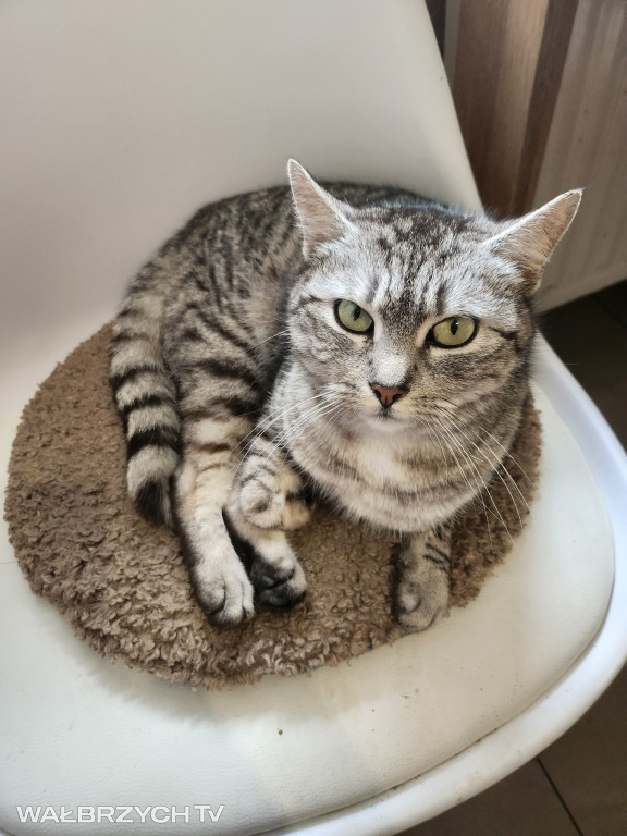 Wałbrzyszanie mają kota. Poszukaj swojego