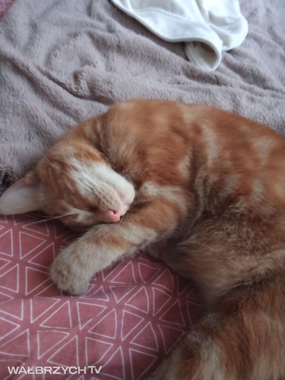 Wałbrzyszanie mają kota. Poszukaj swojego