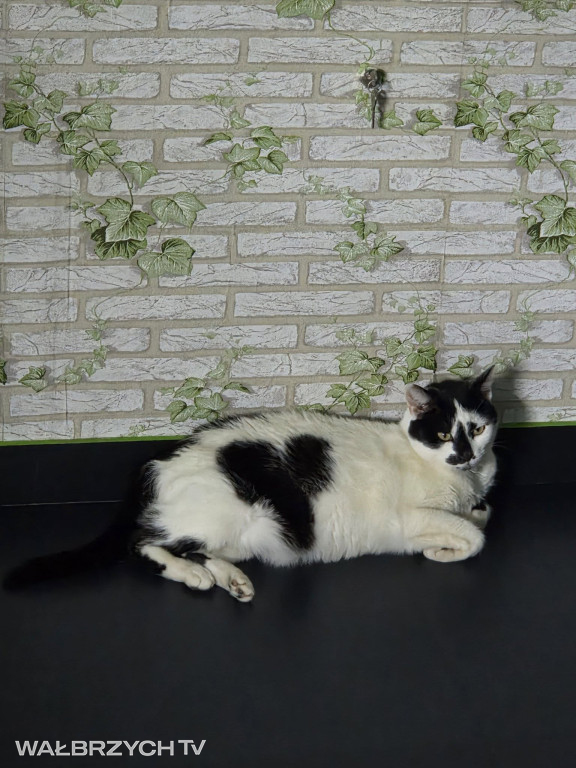 Wałbrzyszanie mają kota. Poszukaj swojego