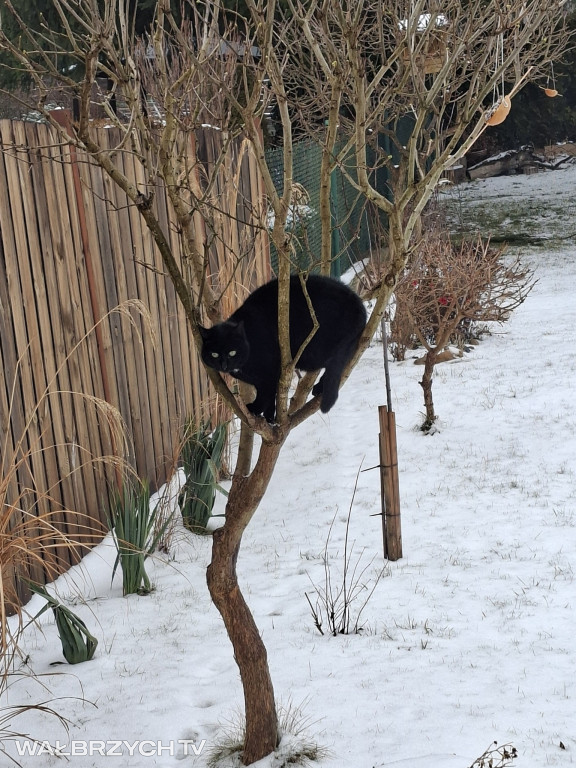 Wałbrzyszanie mają kota. Poszukaj swojego