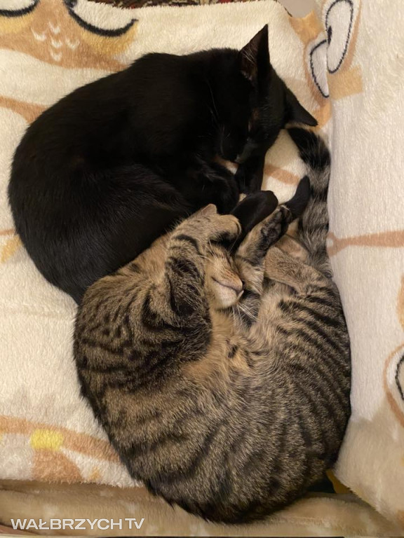 Wałbrzyszanie mają kota. Poszukaj swojego