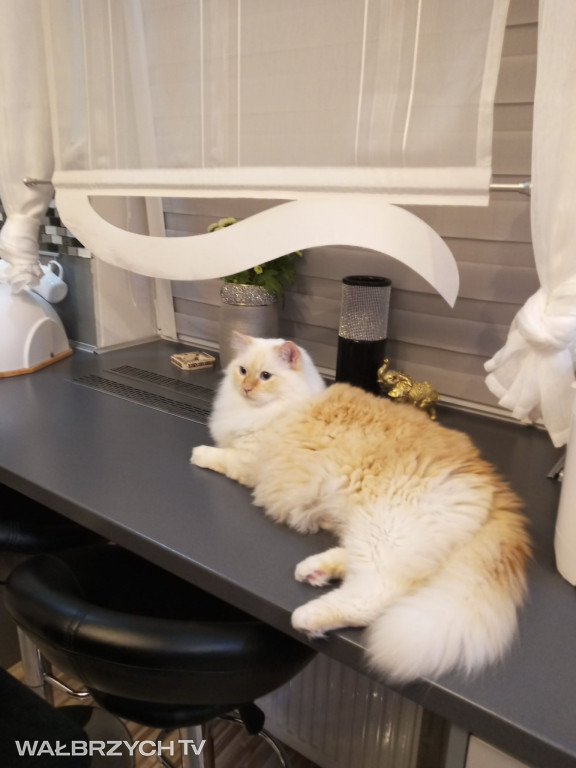 Wałbrzyszanie mają kota. Poszukaj swojego