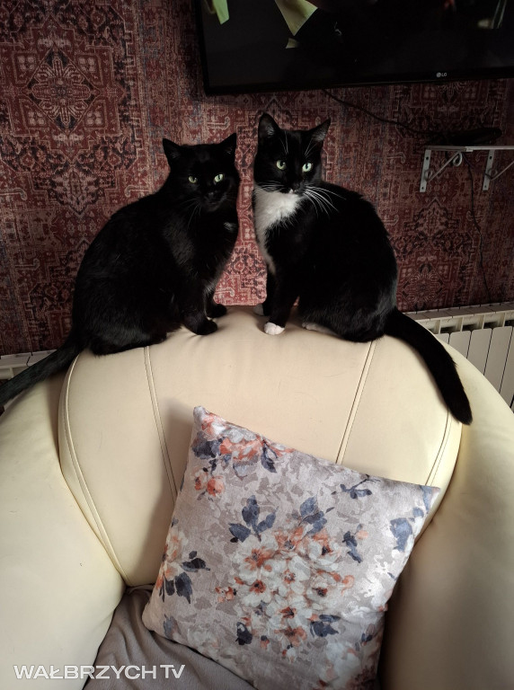 Wałbrzyszanie mają kota. Poszukaj swojego