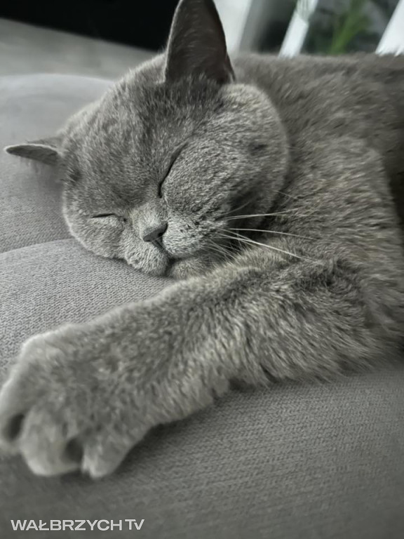 Wałbrzyszanie mają kota. Poszukaj swojego