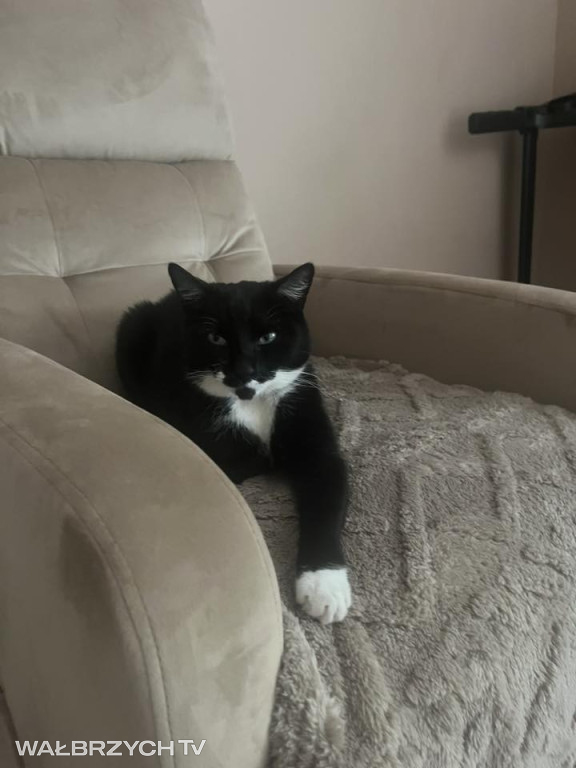 Wałbrzyszanie mają kota. Poszukaj swojego