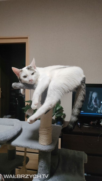 Wałbrzyszanie mają kota. Poszukaj swojego