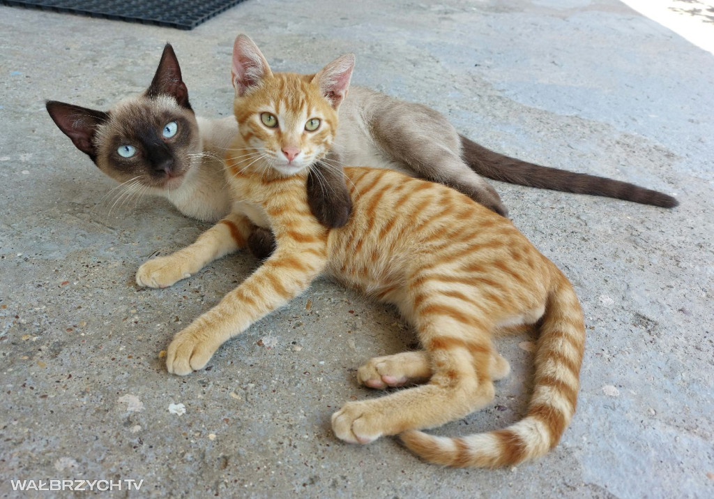 Wałbrzyszanie mają kota. Poszukaj swojego