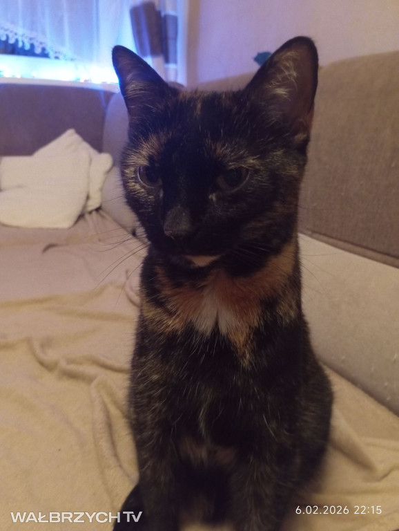 Wałbrzyszanie mają kota. Poszukaj swojego