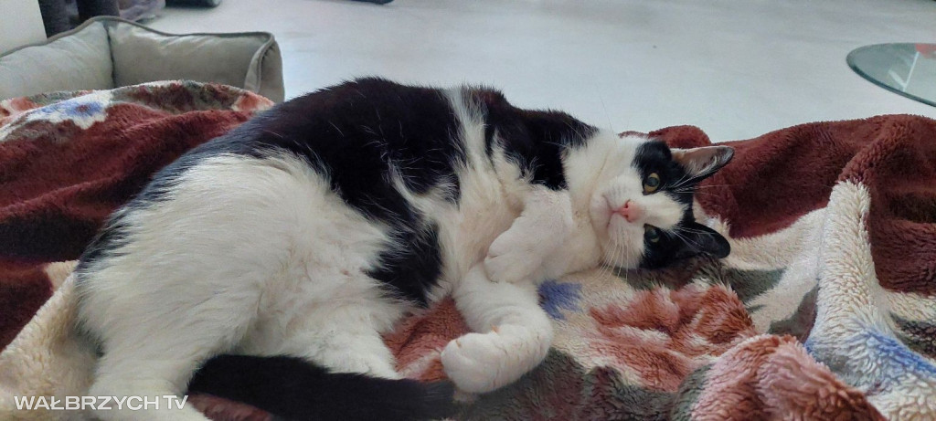 Wałbrzyszanie mają kota. Poszukaj swojego