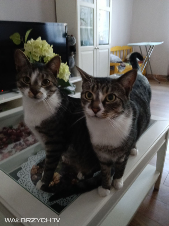 Wałbrzyszanie mają kota. Poszukaj swojego