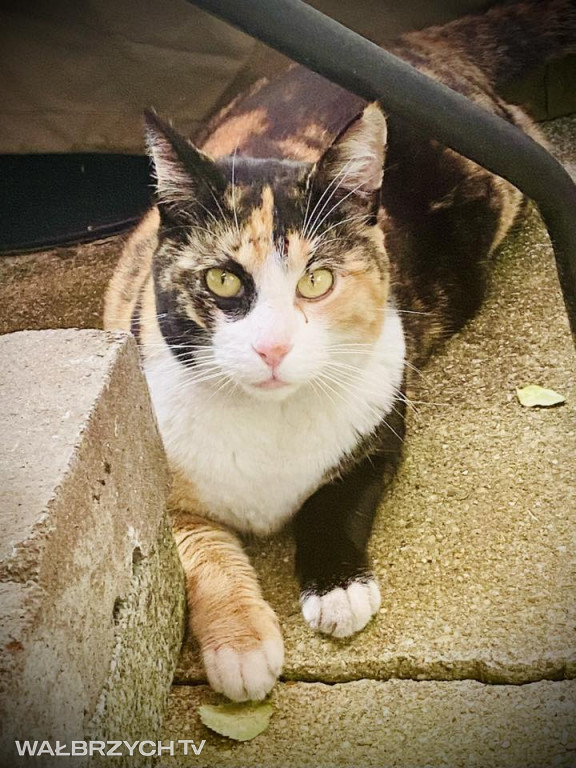Wałbrzyszanie mają kota. Poszukaj swojego