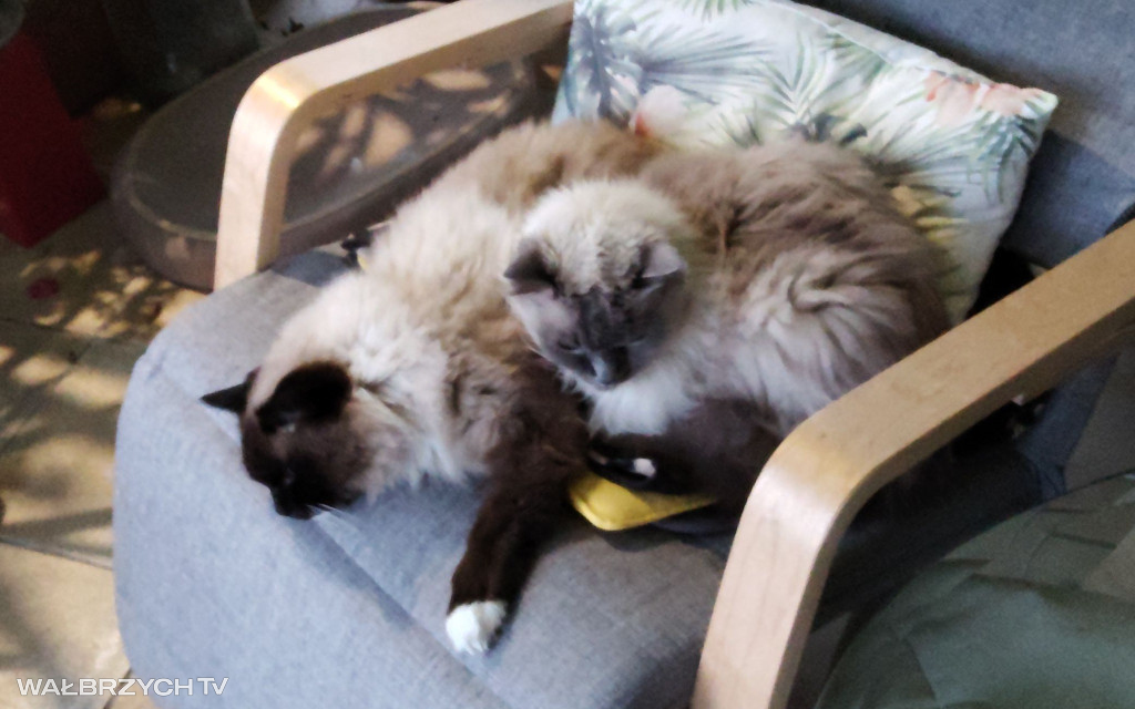 Wałbrzyszanie mają kota. Poszukaj swojego