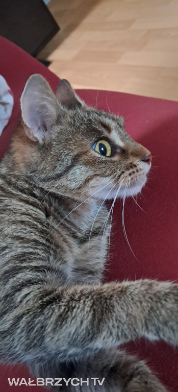 Wałbrzyszanie mają kota. Poszukaj swojego
