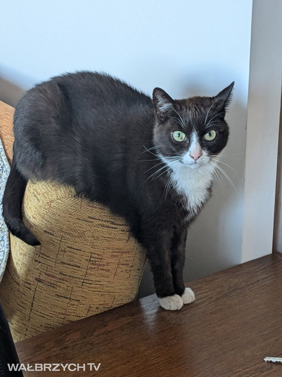 Wałbrzyszanie mają kota. Poszukaj swojego
