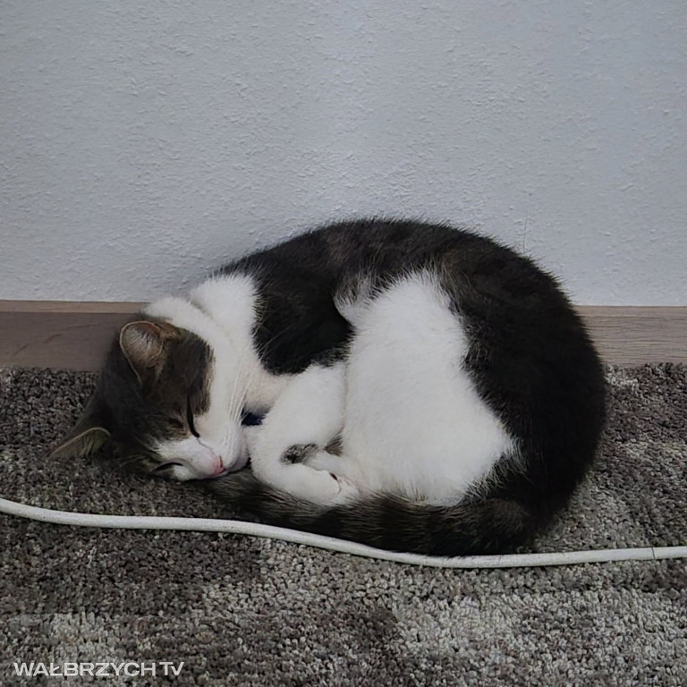 Wałbrzyszanie mają kota. Poszukaj swojego