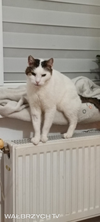 Wałbrzyszanie mają kota. Poszukaj swojego