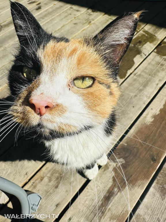 Wałbrzyszanie mają kota. Poszukaj swojego