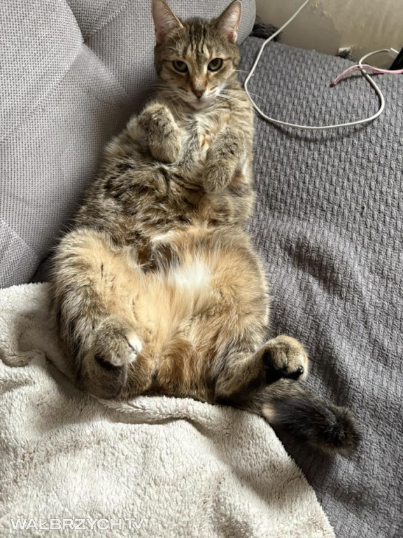 Wałbrzyszanie mają kota. Poszukaj swojego