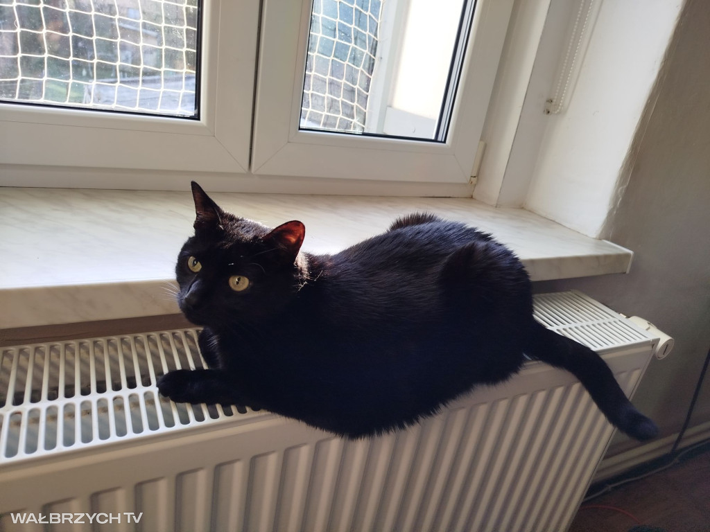 Wałbrzyszanie mają kota. Poszukaj swojego