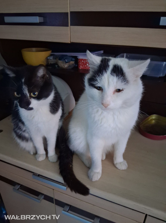 Wałbrzyszanie mają kota. Poszukaj swojego