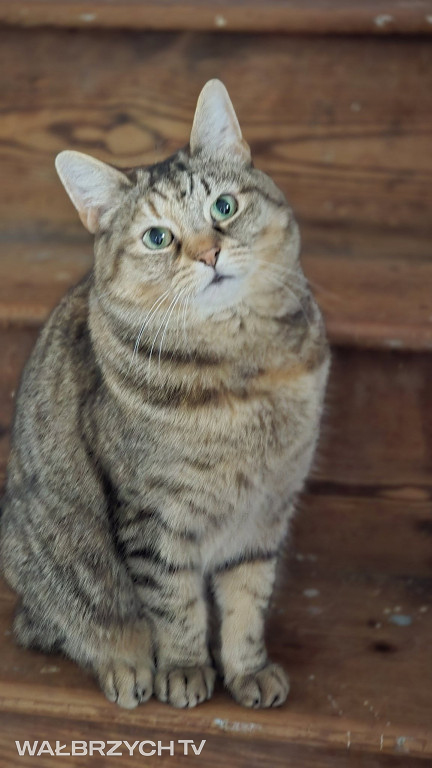 Wałbrzyszanie mają kota. Poszukaj swojego
