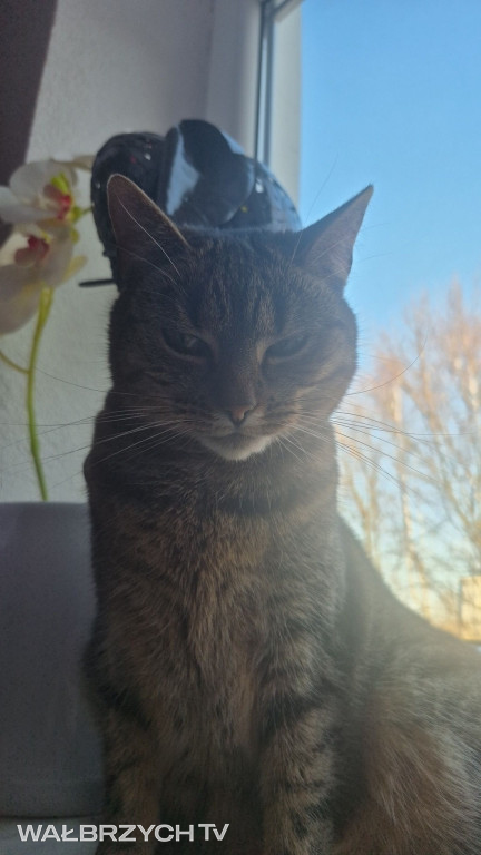 Wałbrzyszanie mają kota. Poszukaj swojego