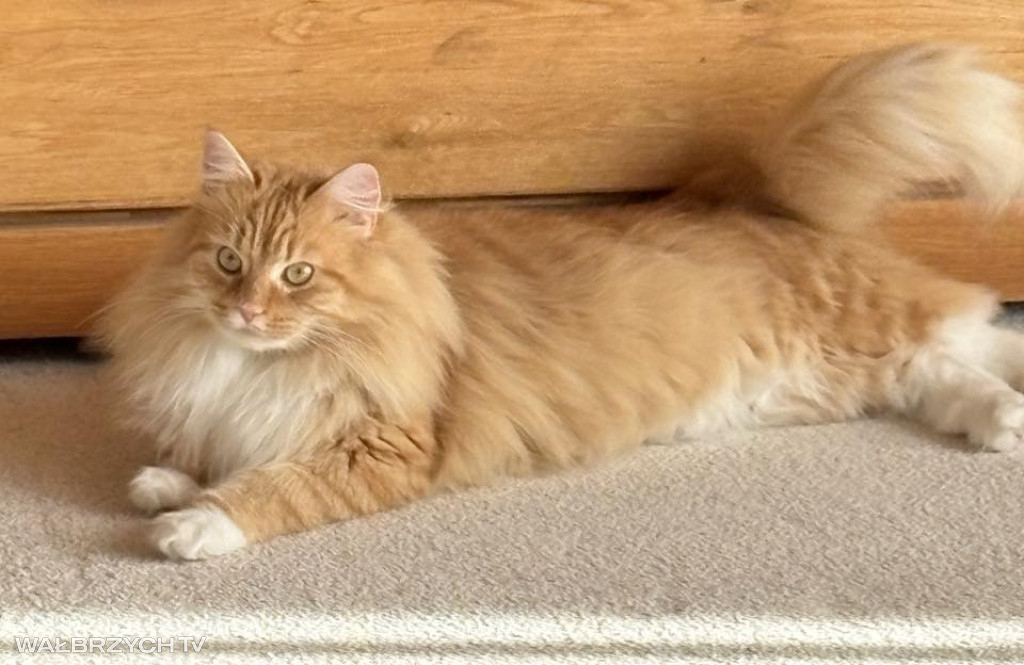 Wałbrzyszanie mają kota. Poszukaj swojego