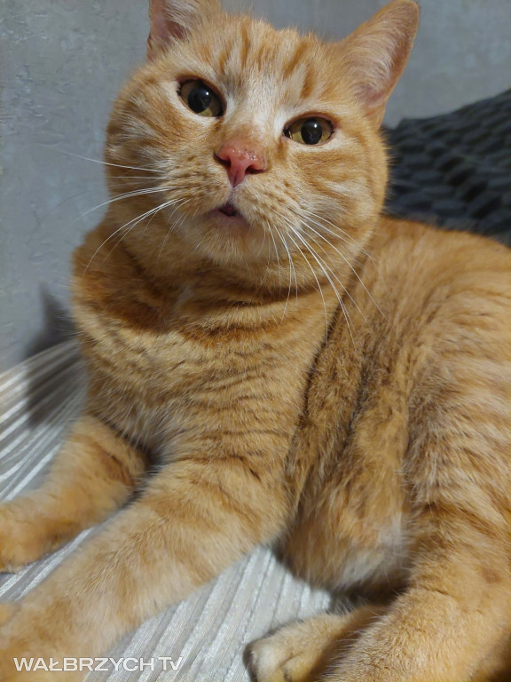 Wałbrzyszanie mają kota. Poszukaj swojego