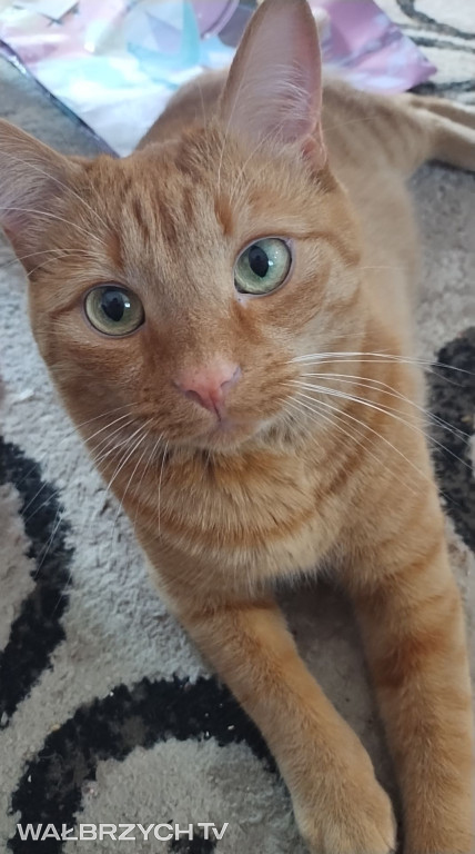 Wałbrzyszanie mają kota. Poszukaj swojego