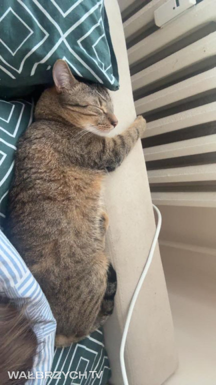 Wałbrzyszanie mają kota. Poszukaj swojego