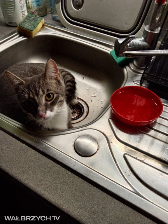 Wałbrzyszanie mają kota. Poszukaj swojego