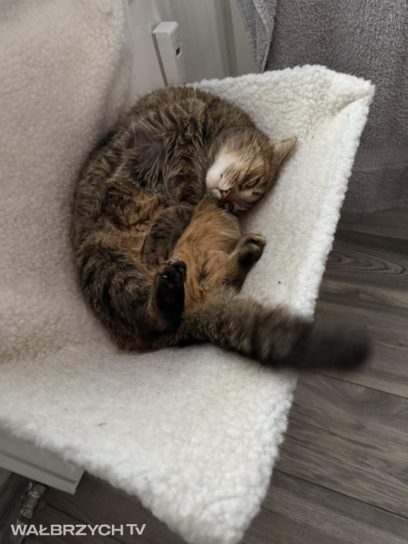 Wałbrzyszanie mają kota. Poszukaj swojego