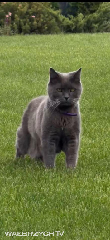 Wałbrzyszanie mają kota. Poszukaj swojego
