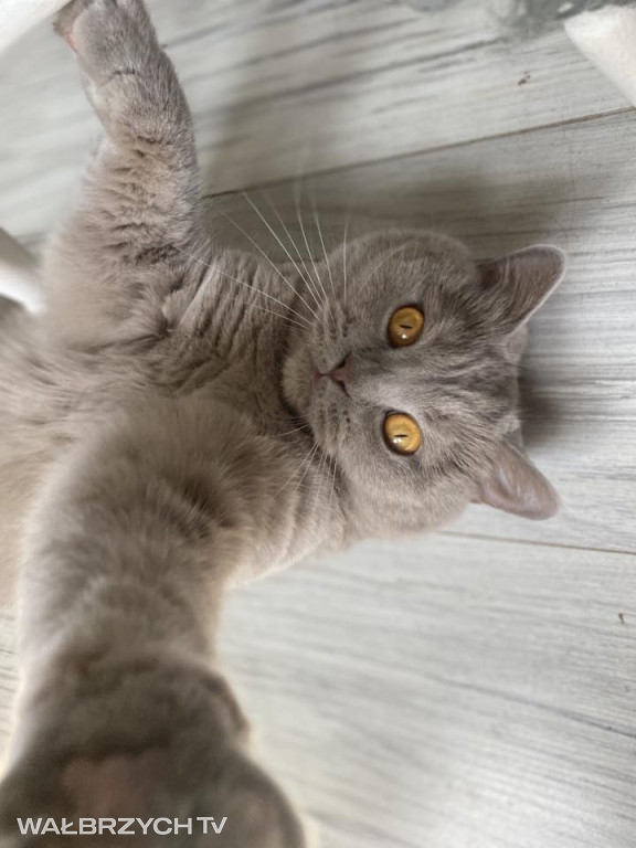 Wałbrzyszanie mają kota. Poszukaj swojego
