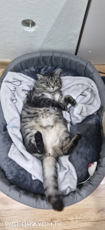 Wałbrzyszanie mają kota. Poszukaj swojego