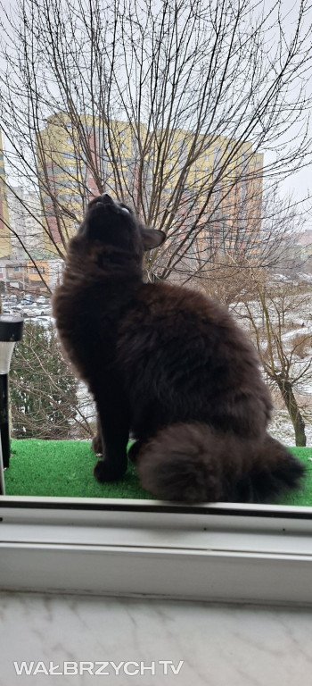 Wałbrzyszanie mają kota. Poszukaj swojego